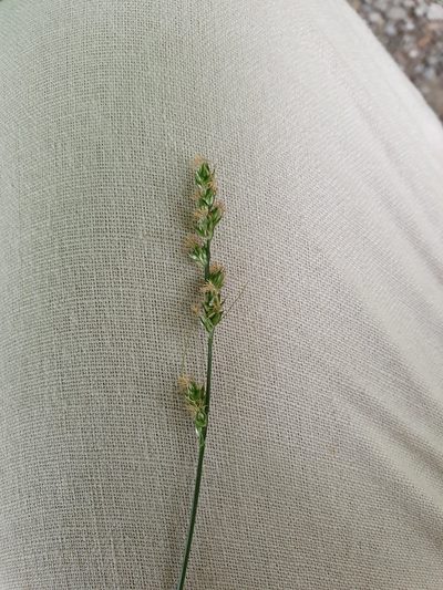 Carex leersii, photographed by hecklemore