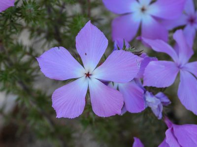 Linanthus californicus, photographed by James M. Maley