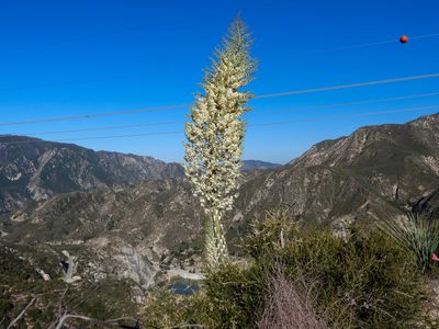 Hesperoyucca whipplei, photographed by James M. Maley