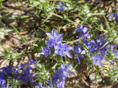 Eriastrum densifolium, photographed by James M. Maley