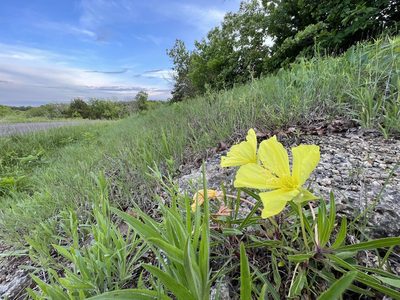 Oenothera macrocarpa