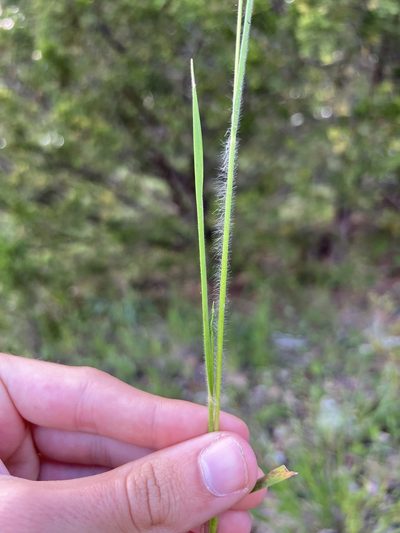 Dichanthelium linearifolium, photographed by Nathan Aaron