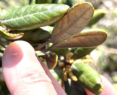 Quercus championii, photographed by Yj