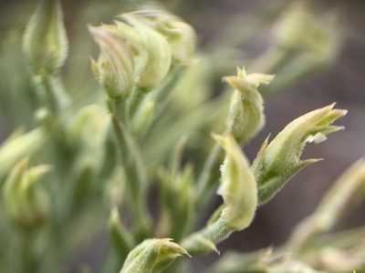 Linum puberulum, photographed by mark-groeneveld
