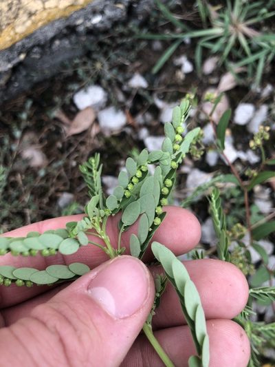 Phyllanthus fraternus, photographed by John Kees