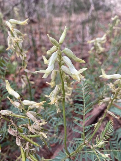 Astragalus scopulorum, photographed by Anders Hastings