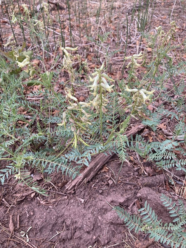 Astragalus scopulorum, photographed by Anders Hastings