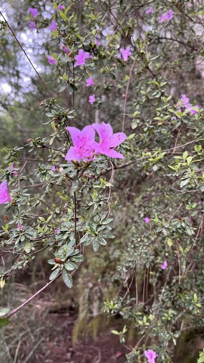 Rhododendron noriakianum, photographed by Hazel Chang
