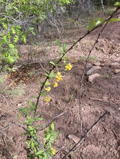 Berberis fendleri, photographed by Anders Hastings
