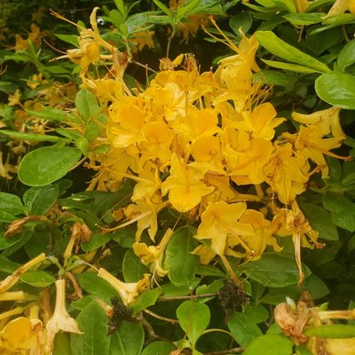 Rhododendron calendulaceum, photographed by Laura Gaudette