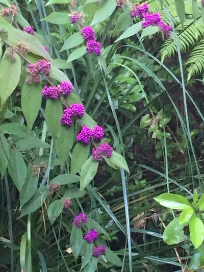 Callicarpa rubella, photographed by Stephen Thorpe