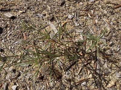 Asclepias fascicularis, photographed by Adam J. Searcy