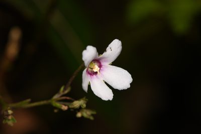 Napeanthus apodemus, photographed by Trevor Van Loon