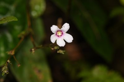 Napeanthus apodemus, photographed by Trevor Van Loon
