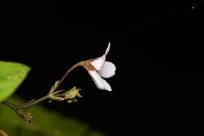 Napeanthus apodemus, photographed by Trevor Van Loon