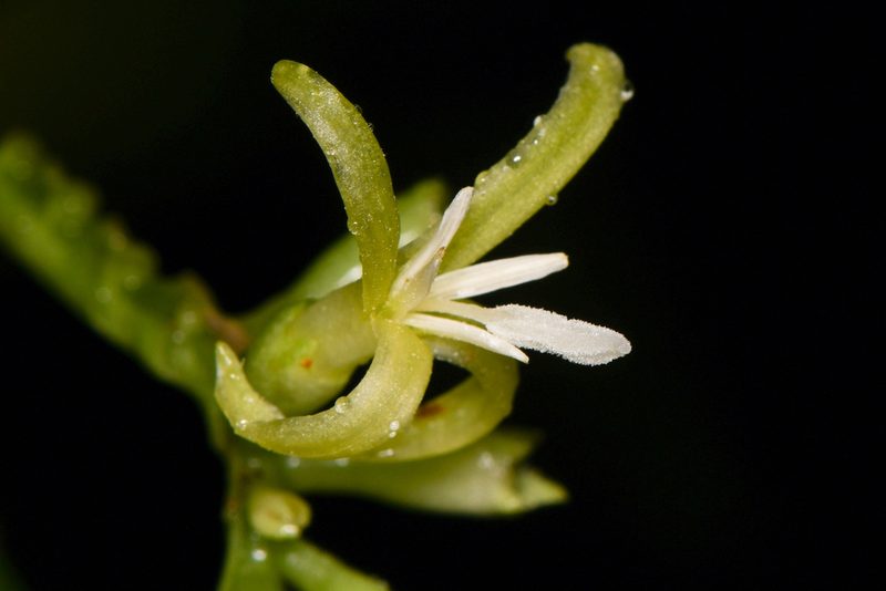 Hoffmannia viridis, photographed by Trevor Van Loon