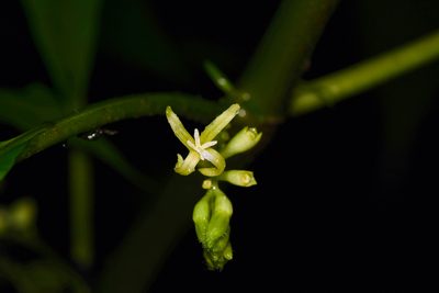 Hoffmannia viridis, photographed by Trevor Van Loon