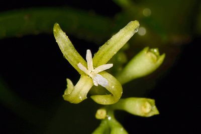 Hoffmannia viridis, photographed by Trevor Van Loon