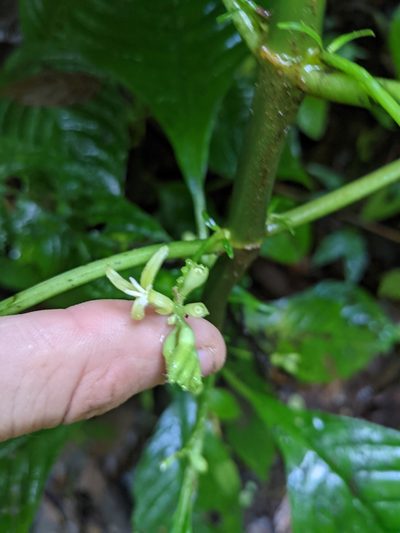 Hoffmannia viridis, photographed by Trevor Van Loon