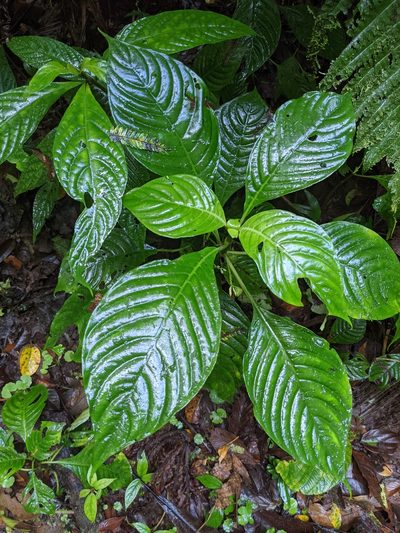 Hoffmannia viridis, photographed by Trevor Van Loon