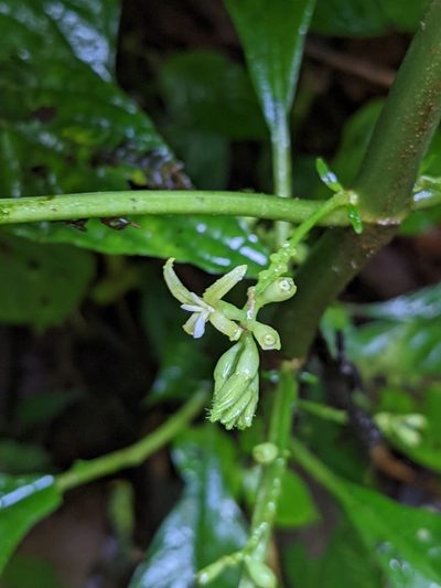 Hoffmannia viridis, photographed by Trevor Van Loon
