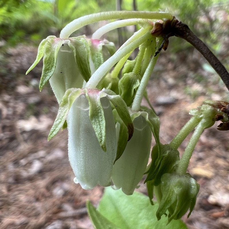 Lyonia mariana, photographed by Anne Parker