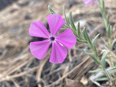 Phlox nana, photographed by Anders Hastings