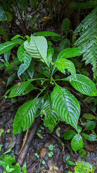 Hoffmannia viridis, photographed by Trevor Van Loon