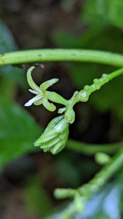 Hoffmannia viridis, photographed by Trevor Van Loon