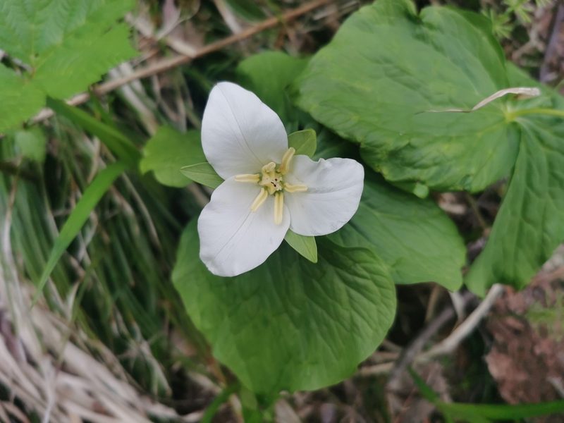 Trillium camschatcense, photographed by Валерия Ковалева