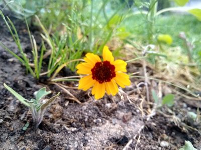 Coreopsis tinctoria, photographed by ozy_jackrabbit