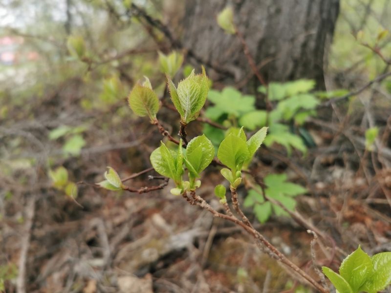 Schisandra chinensis, photographed by Валерия Ковалева