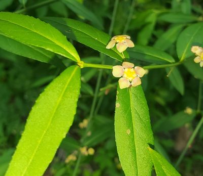 Euonymus americanus, photographed by Laura Gaudette