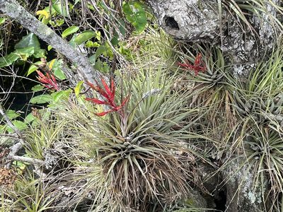 Tillandsia fasciculata, photographed by LBuffum