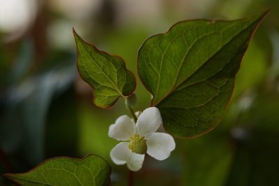Houttuynia cordata, photographed by donwerth-chikamatsu