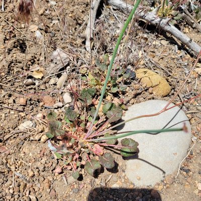 Eriogonum nudum, photographed by Dan Horowitz