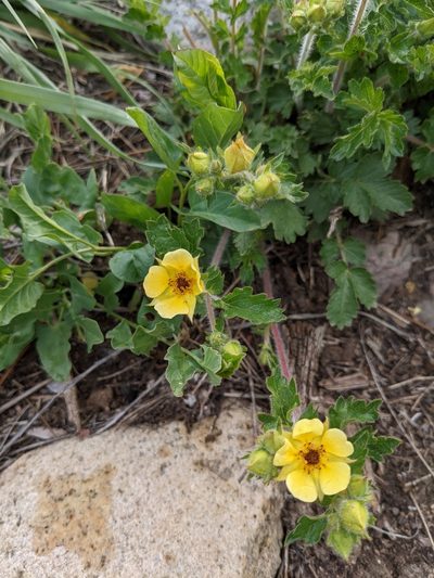 Drymocallis fissa, photographed by Alaina Krakowiak