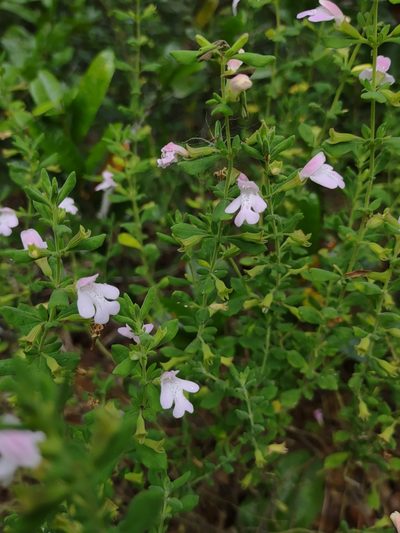 Clinopodium dentatum, photographed by eastm