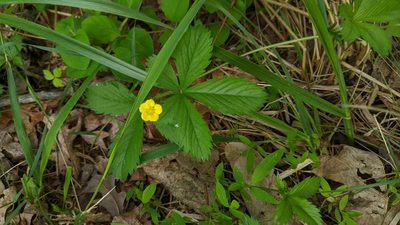 Potentilla simplex, photographed by Erin Lalime
