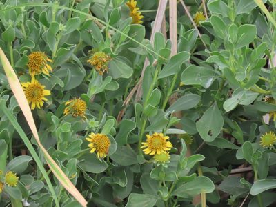 Borrichia frutescens, photographed by Suanne Pyle
