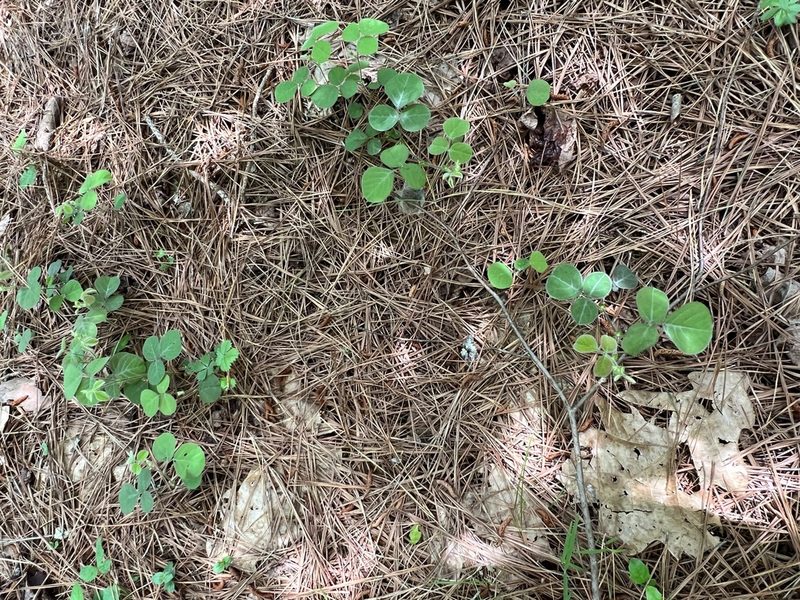 Desmodium rotundifolium, photographed by Anne Parker