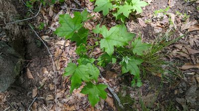 Liquidambar styraciflua, photographed by Erin Lalime
