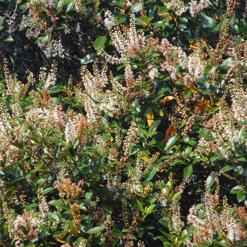 Pterophylla sylvicola, photographed by Stephen Thorpe