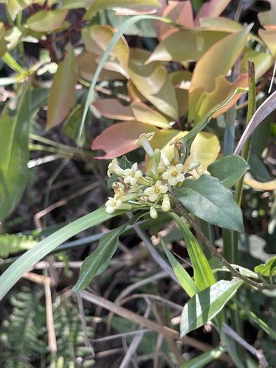 Pittosporum glabratum, photographed by Yj