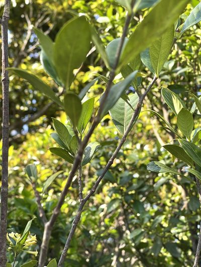 Pittosporum glabratum, photographed by Yj