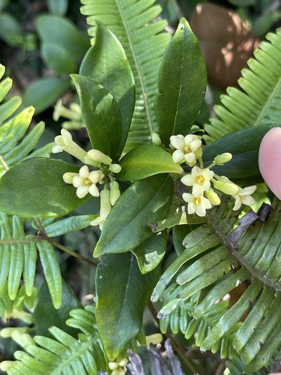 Pittosporum glabratum, photographed by Yj