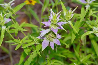 Monarda punctata, photographed by Michelle W. （鍾偉瑋）
