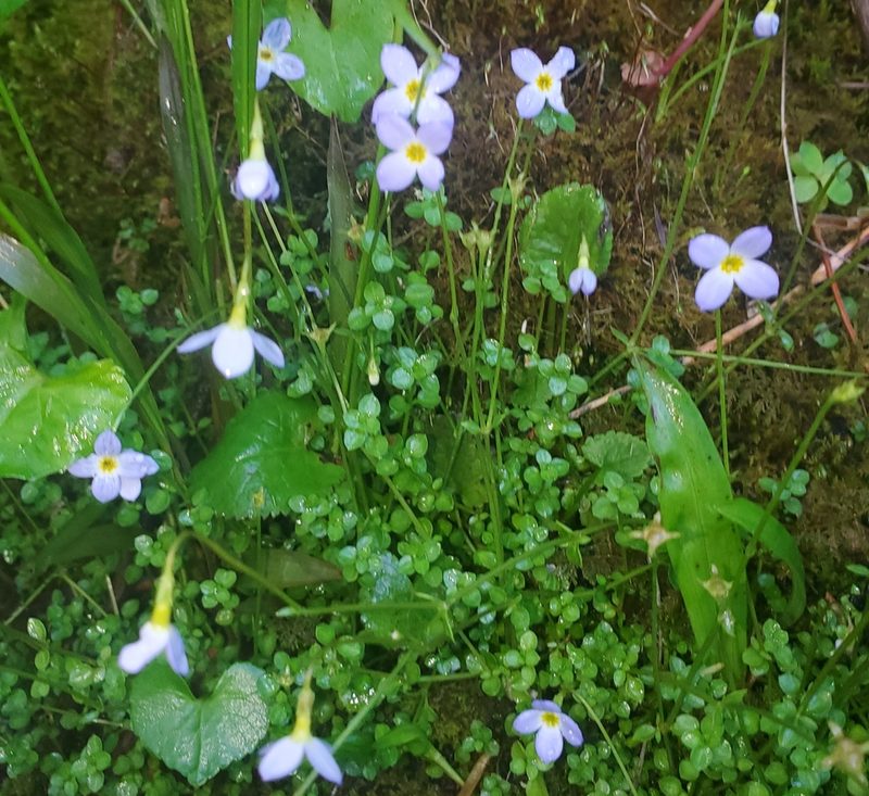 Houstonia serpyllifolia, photographed by Laura Gaudette