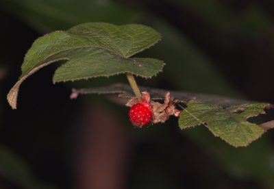 Rubus reflexus, photographed by portioid