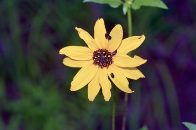 Helianthus debilis